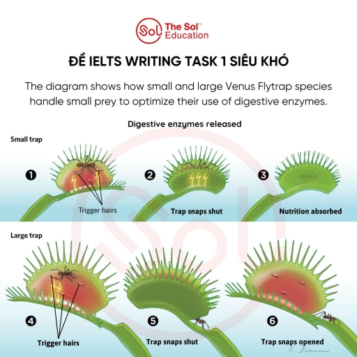 Image for topic: The diagram shows how small and large Venus Flytrap species handle small prey to optimize their use of digestive enzymes Summarise the information by selecting and reporting the main features, and make comparisons where relevant.