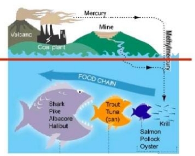 Image for topic: THE DIAGRAM BELOW GIVES INFORMATION ABOUT HOW MERCURY GETS INTO THE FOOD CHAIN. SUMMARIZE THE INFORMATION BY SELECTING AND REPORTING THE MAIN FEATURES AND MAKE COMPARISONS WHERE RELEVANT.