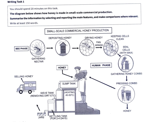 Image for topic: The diagram below shows how honey is made in small-scale commercial production. Summarise the information by selecting and reporting the main features, and make comparisons where relevant.