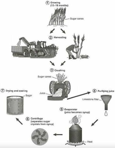 Image for topic: The diagram below shows the manufacturing process for making sugar from sugar cane. Summarise the information by selecting and reporting the main features, and make comparisons where relevant.