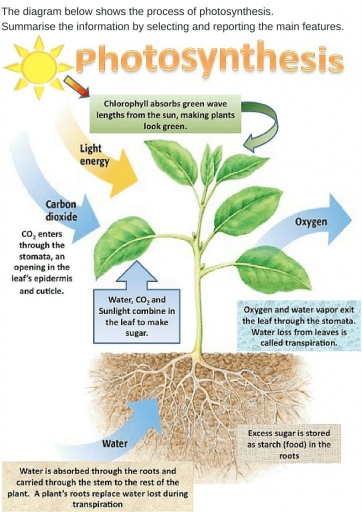 Image for topic: The diagram below shows the process of photosynthesis. Summarise the information by selecting and reporting the main features.