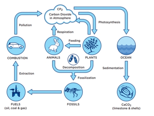 Image for topic: The diagram below shows the carbon cycle. Summarise the information by selecting and reporting the main features, and make comparisons where relevant.