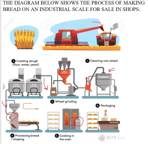 Image for topic: THE DIAGRAM BELOW SHOWS THE PROCESS OF MAKING BREAD ON AN INDUSTRIAL SCALE FOR SALE IN SHOPS.