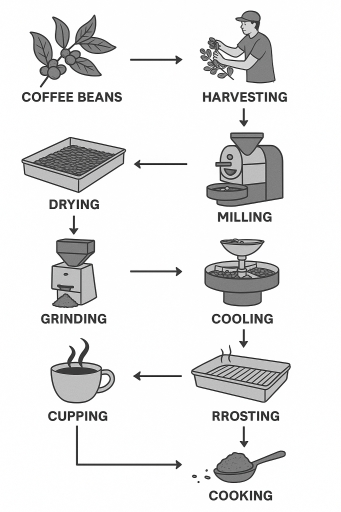 Image for topic: The diagram below shows the process of producing instant coffee from coffee beans. Summarise the information by selecting and reporting the main features, and make comparisons where relevant. Write at least 150 words.