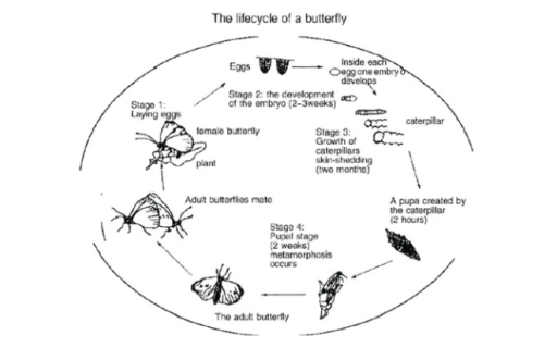 Image for topic: The given diagram shows the stages in the life cycle of a butterfly. Write a summary of the information.