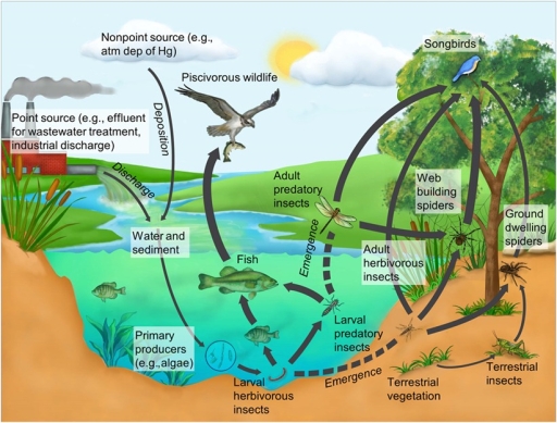 Image for topic: The diagram below illustrates the movement of mercury through a freshwater ecosystem and the food web, including the relationships between aquatic and terrestrial organisms and sources of pollution.