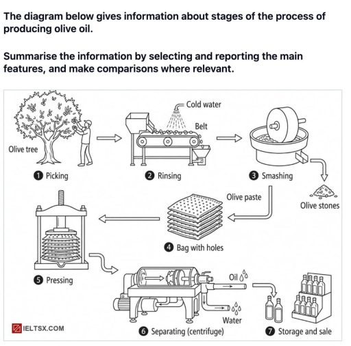 Image for topic: The diagram below gives information about stages of the process of producing olive oil. Summarise the information by selecting and reporting the main features, and make comparisons where